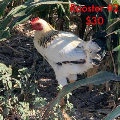 Brahma Roosters Profile Picture