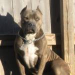 American Pit Bull Terrier (APBT) Profile Picture