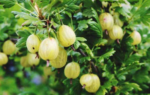 Benefits of Gooseberry :May protect your brain