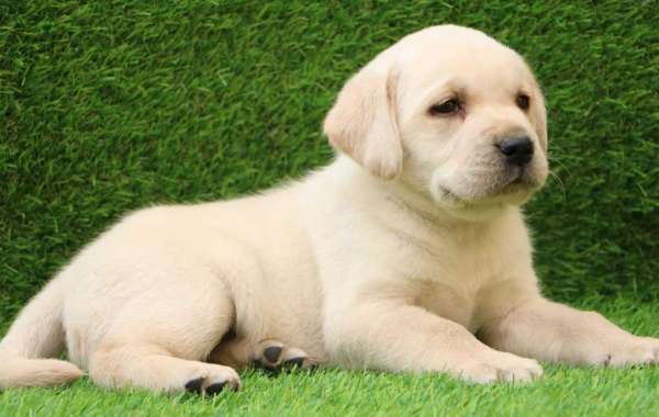 Certified and Registered Labrador Retriever Puppies for Sale