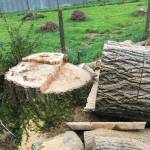Bay Stump Grinding profile picture
