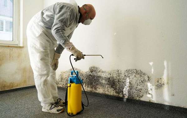Making the Right Choice for Mould Remediation