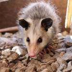 Possum Removal Melbourne Profile Picture