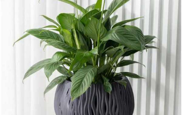 A Guide to Garden Wall Hanging Pot