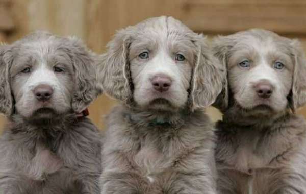 Long Haired Weimaraner Puppy Ideas