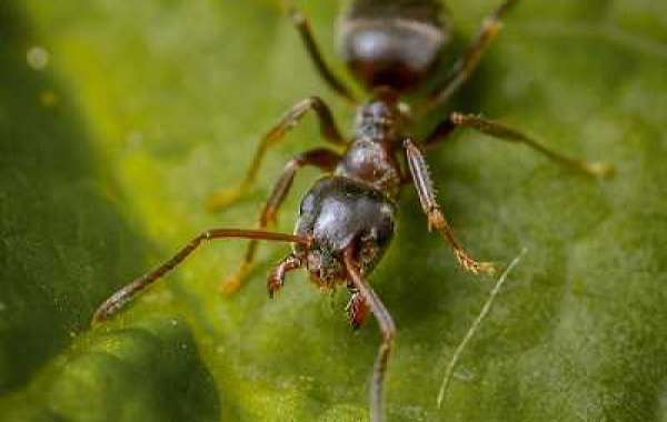 Local Pest Control in Kensington