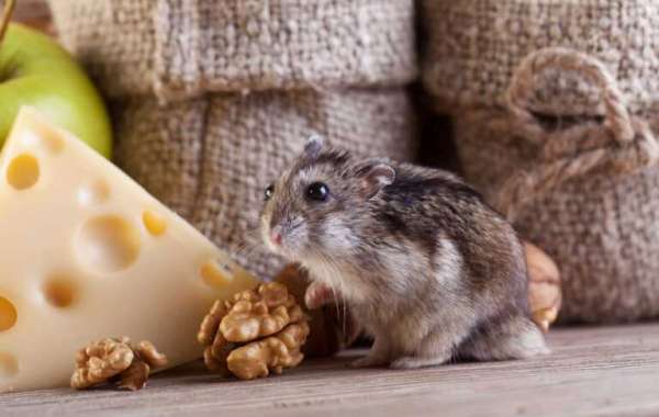Hire a Trusted Company for Effective Rodent Removal Services