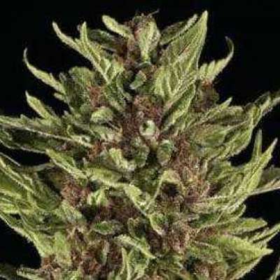 PURPLE KUSH – INDICA – FEMINIZED Profile Picture