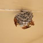 Wasp Control Service Brisbane Profile Picture