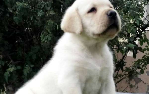 Certified and Registered Labrador Retriever Puppies for Sale