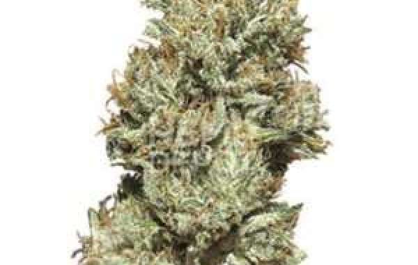 Buy CBG Flower Wholesale