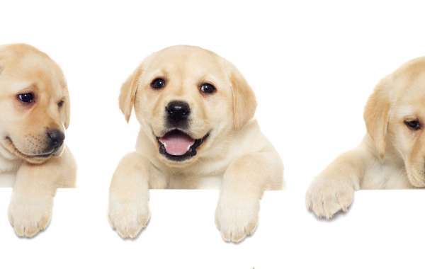 Certified and Registered Labrador Retriever Puppies for Sale