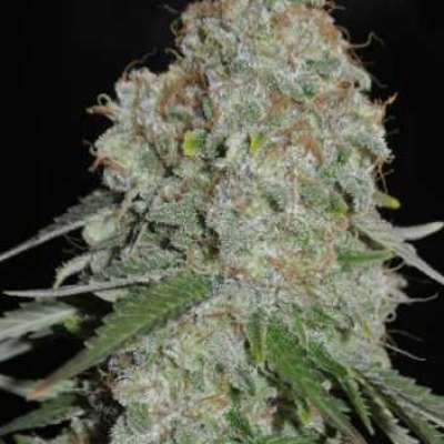 WHITE WIDOW – FEMINIZED SATIVA Profile Picture