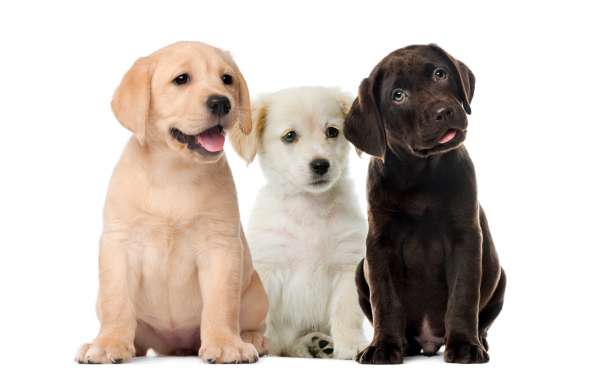 Labrador Retriever Puppies for Sale