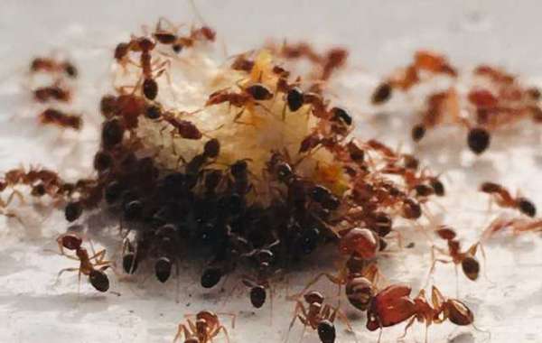 Check out some of these helpful pest control tips