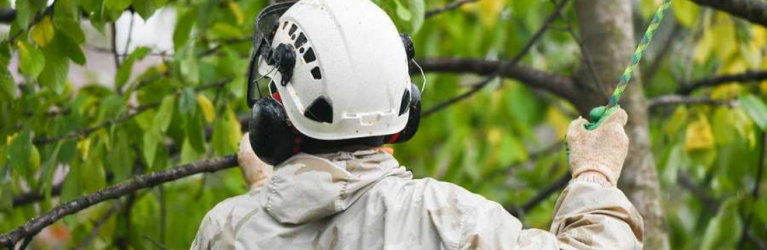 Colchester Tree Surgeon and Arborist Cover Image