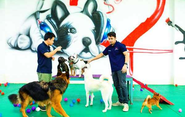 Dubai Most Recommended Dog Daycare