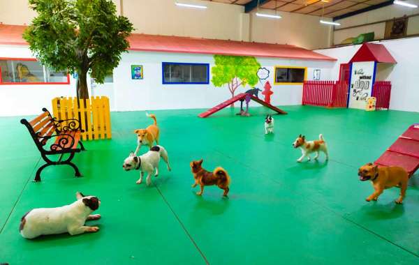 Dog Boarding Center In Dubai