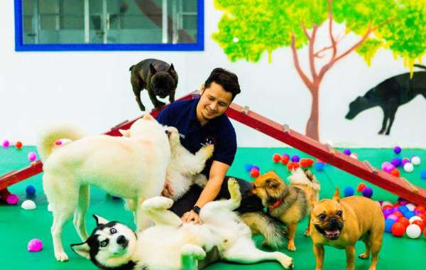 Best Dog Daycare in Dubai