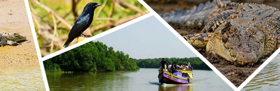 Odisha Travels Cover Image