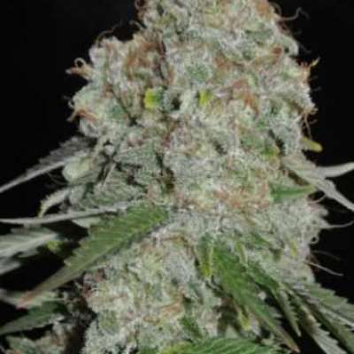WHITE WIDOW – FEMINIZED SATIVA Profile Picture