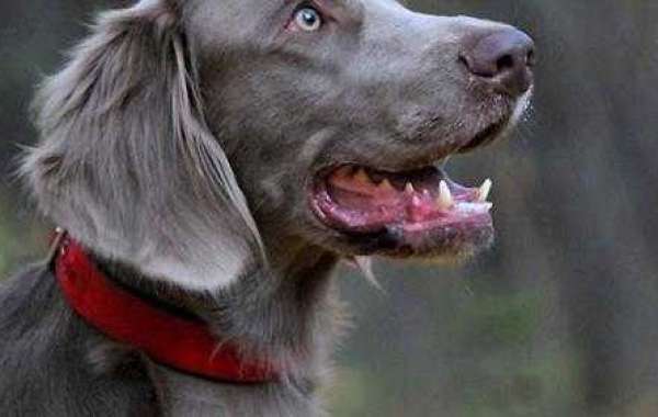 Long Haired Weimaraner Puppy Idea