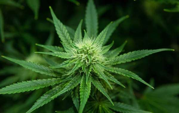 What Is the Registration Procedure to Get Medical Marijuana?