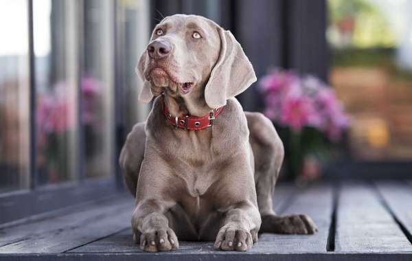 The Weimaraner and Dachshund - Two Fine Characters