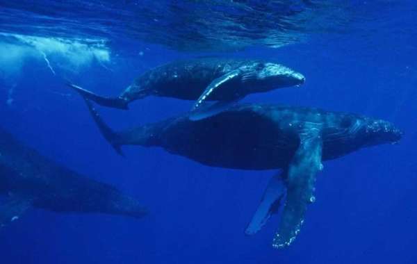 See Sharks in Hawaii Without Cage Diving