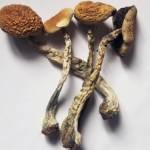 Magic Mushroom Sales Profile Picture