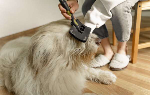 Better Dog Grooming Center In Dubai