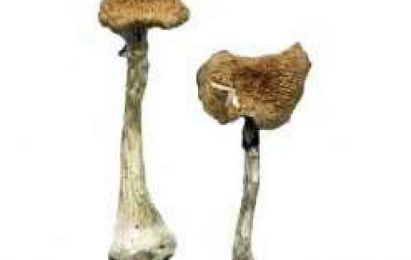 Magic Mushroom Sales in USA