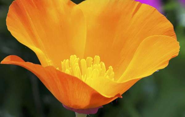 California Poppy and Its Health Benefits