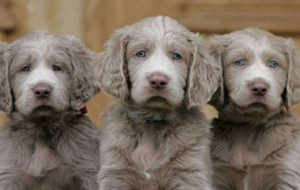 Best Long Haired Weimaraner Puppy Idea