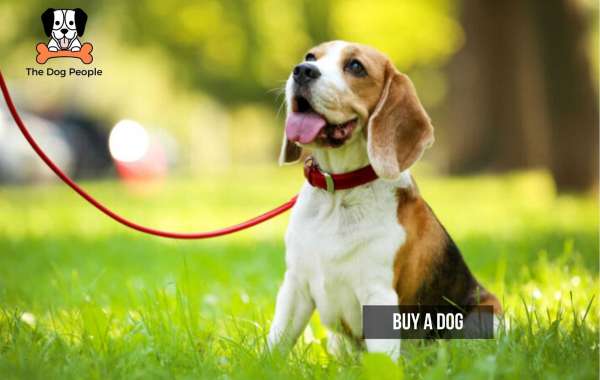 Buy the Dogs online from My Dogs