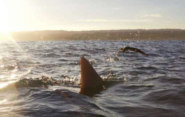 See Sharks Without Diving in Oahu