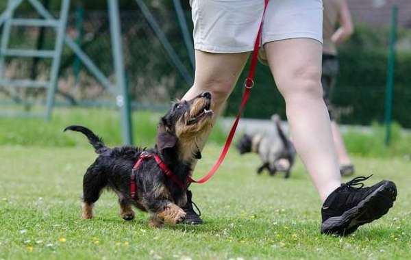 Successful Leash Training For Your Dog
