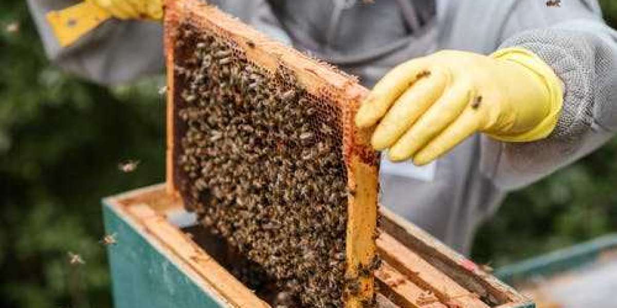 KNOW ALL ABOUT BEEHIVE REMOVAL