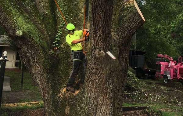 Looking for Tree Removal Services? Read This Article