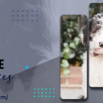 4 Reasons to get white sheepadoodle puppies for yourself - TheOmniBuzz