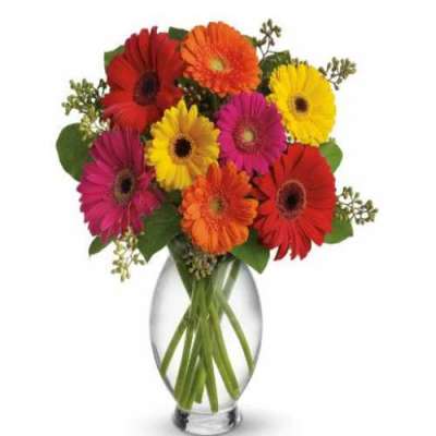 Buy Gerbera Beauty Flowers Profile Picture