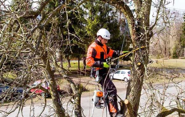 AKA Tree Service: Providing Affordable Tree Removal Services