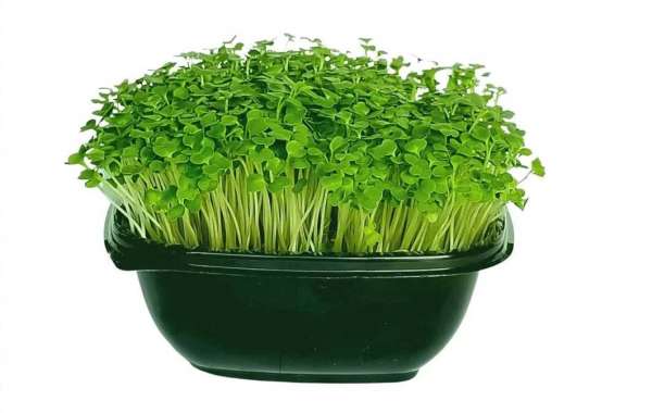 What are the Top Advantages of Using Microgreens Growing Kit?