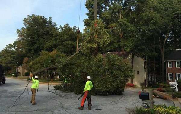 AKA Tree Service: Comprehensive Tree Removal And Care Services