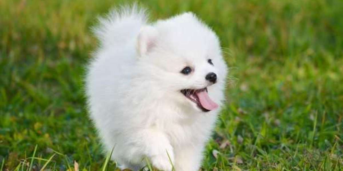 Buy Healthy Pomeranian Puppies For Sale In Hyderabad