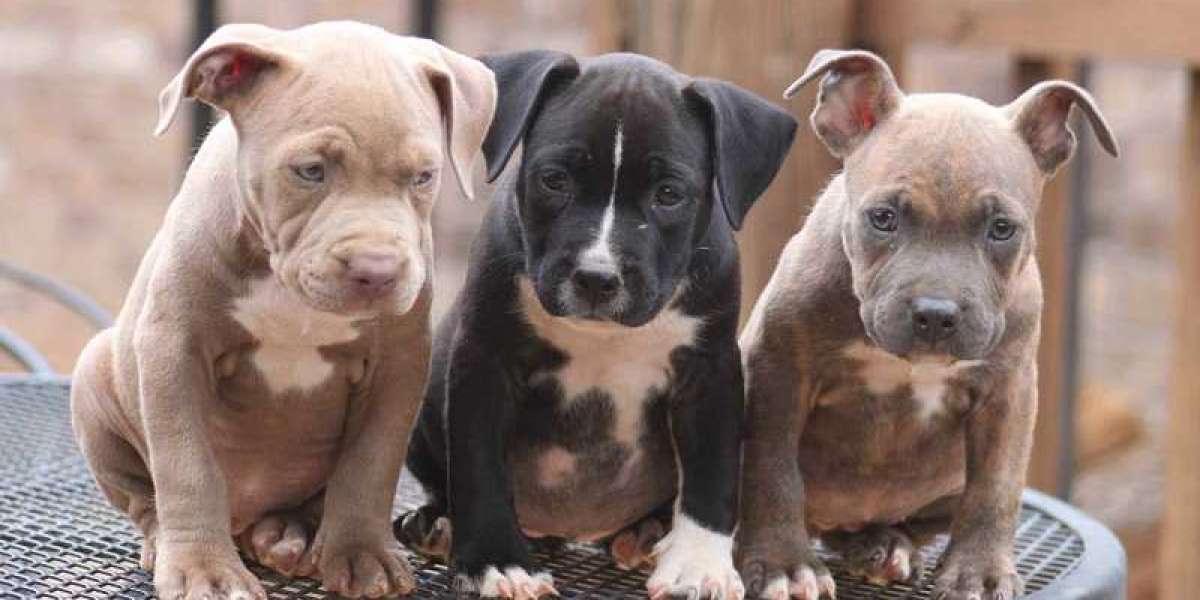 Buy Healthy Pitbull Puppies For Sale In Hyderabad
