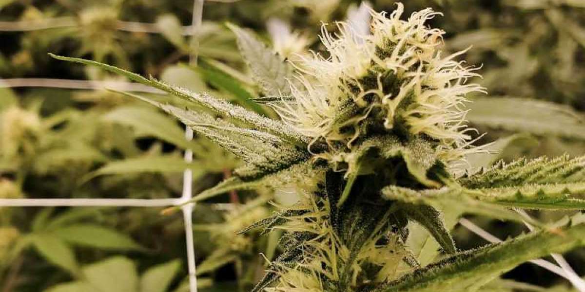 Be a Part of Cannabis Cultivation Business Plan with MyFirstPlant