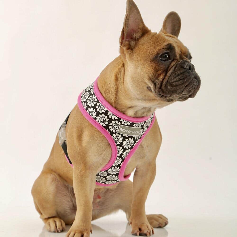 Purchase Affordable Dog Collars and Harnesses from Toy Doggie Brand - TheOmniBuzz