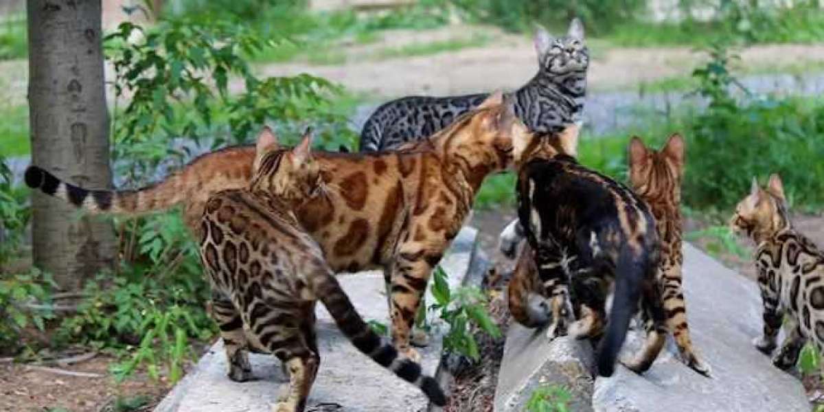 The Different Shades of the Bengal Cat