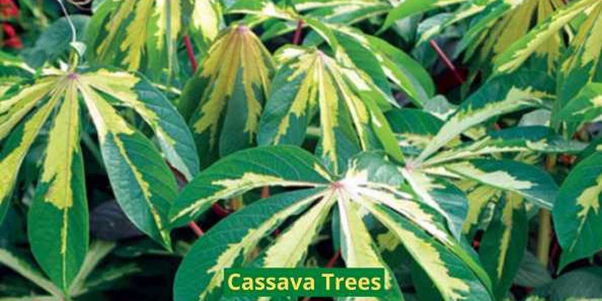 5 Growing Tips for Cassava Trees (Variegated Tapioca)